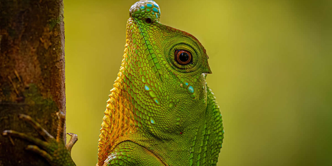 2025 500px Global Photography Awards