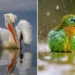 Award-winning bird photography 2025