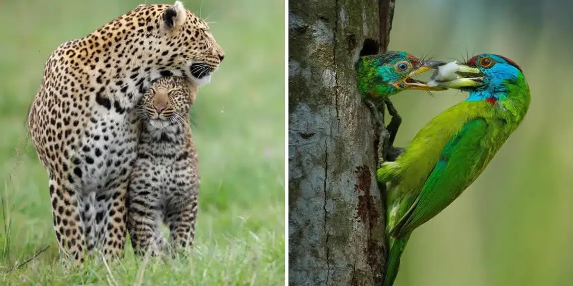 25 Award-Winning Photos of Animal Moms That Show What Motherhood Is Really Like 26 Leopard mother nuzzling cub in grass and colorful bird feeding chick at tree hollow
