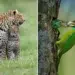 25 Award-Winning Photos of Animal Moms That Show What Motherhood Is Really Like 61 Leopard mother nuzzling cub in grass and colorful bird feeding chick at tree hollow