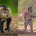 Lion tailed macaque and playful lynx hunting
