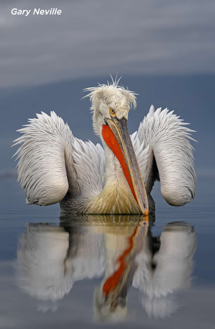 1st Place: Dalmatian Pelican by Gary Neville - 2025 SINWP Bird Photographer of the Year Winners