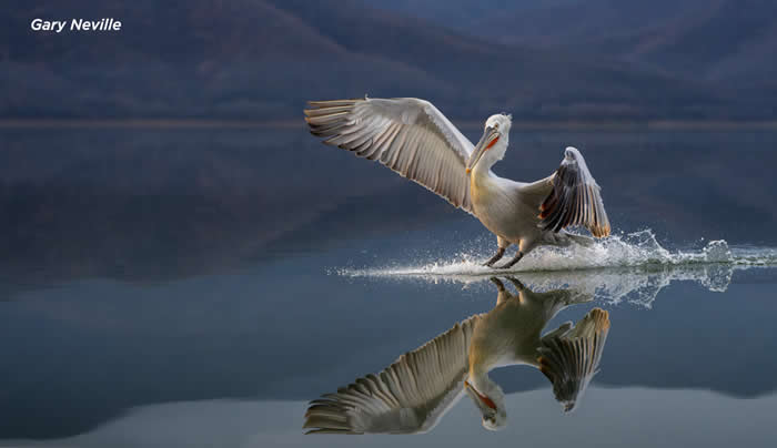3rd Place: Photo by Gary Neville - 2025 SINWP Bird Photographer of the Year Winners