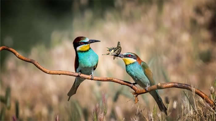 Gold Award Winner: Alan West - 2025 SINWP Bird Photographer of the Year Winners