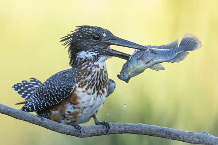 Gold Award Winner: Braeme Holland - 2025 SINWP Bird Photographer of the Year Winners