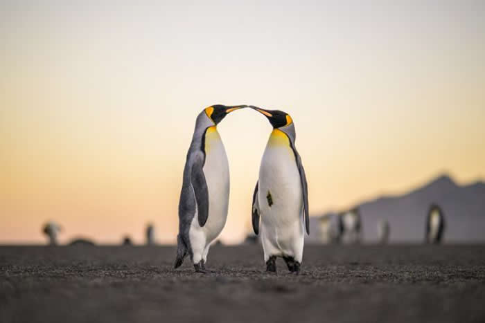 Gold Award Winner: Renato Granieri - 2025 SINWP Bird Photographer of the Year Winners