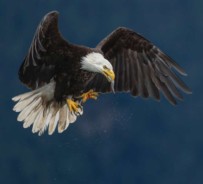 Gold Award Winner: Janet Gustin - 2025 SINWP Bird Photographer of the Year Winners