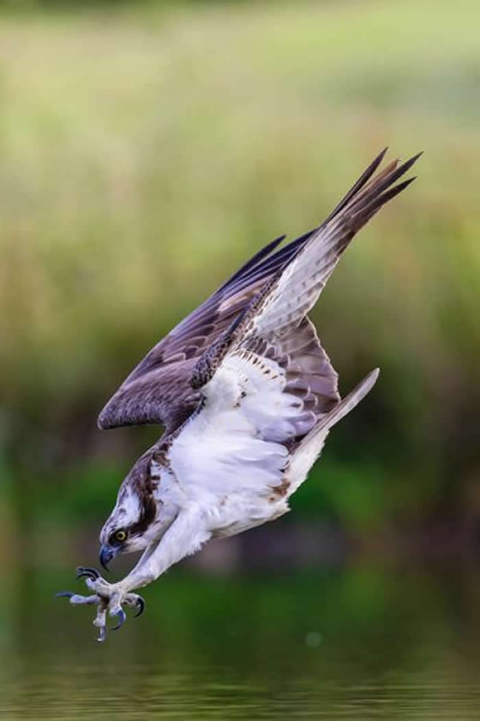 Gold Award Winner: Liam McBride - 2025 SINWP Bird Photographer of the Year Winners