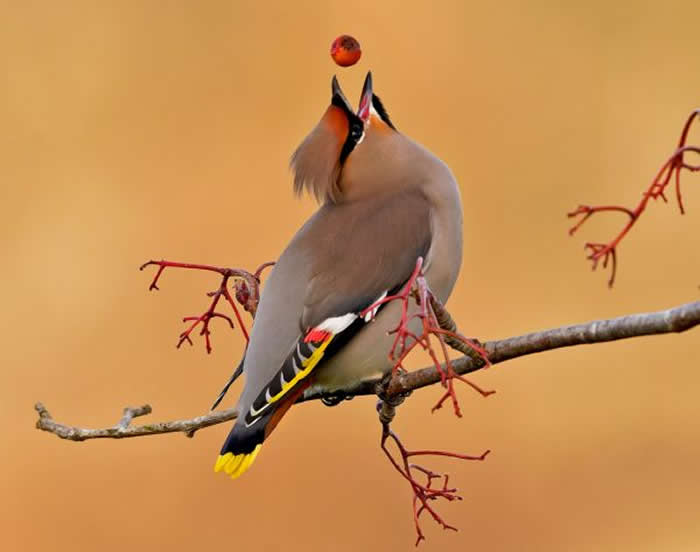 Gold Award Winner: Saleel Tambe - 2025 SINWP Bird Photographer of the Year Winners