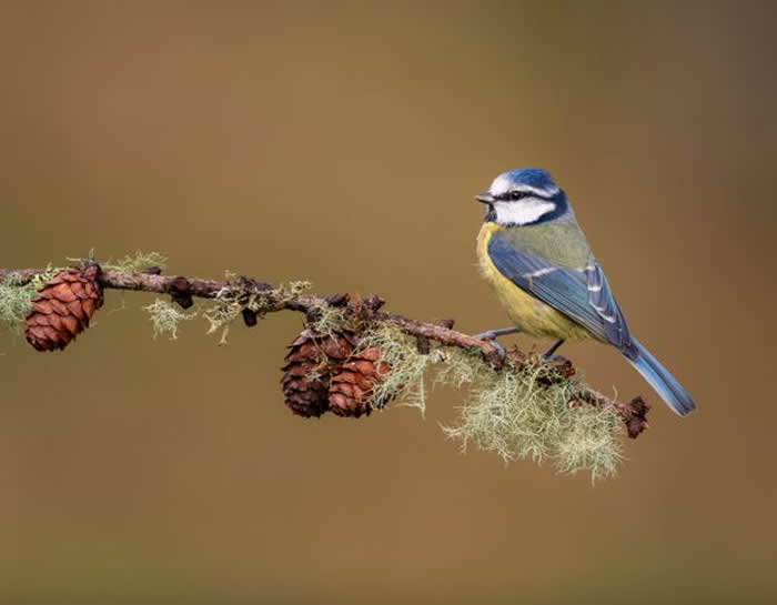 Gold Award Winner: Karen Bangs - 2025 SINWP Bird Photographer of the Year Winners