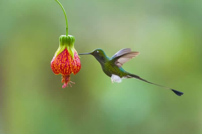 Gold Award Winner: Edwin A De A Godinho - 2025 SINWP Bird Photographer of the Year Winners