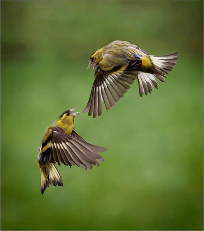 Gold Award Winner: Keith Polwin - 2025 SINWP Bird Photographer of the Year Winners