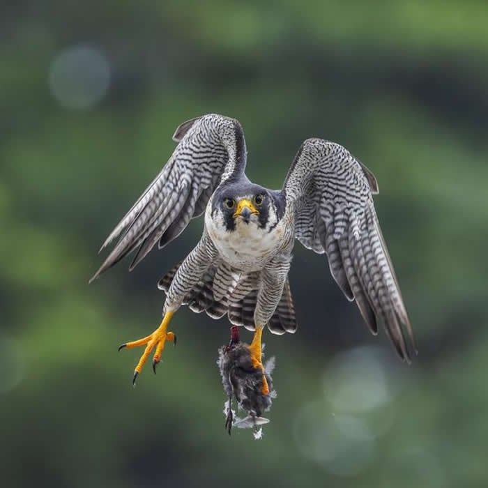 Gold Award Winner: Sarah Keates - 2025 SINWP Bird Photographer of the Year Winners
