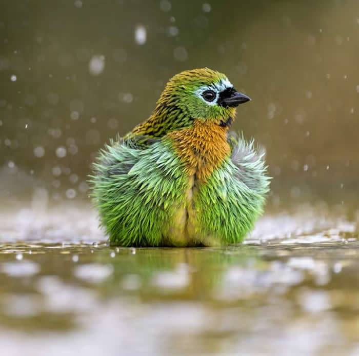 Gold Award Winner: Owen Deutsch - 2025 SINWP Bird Photographer of the Year Winners