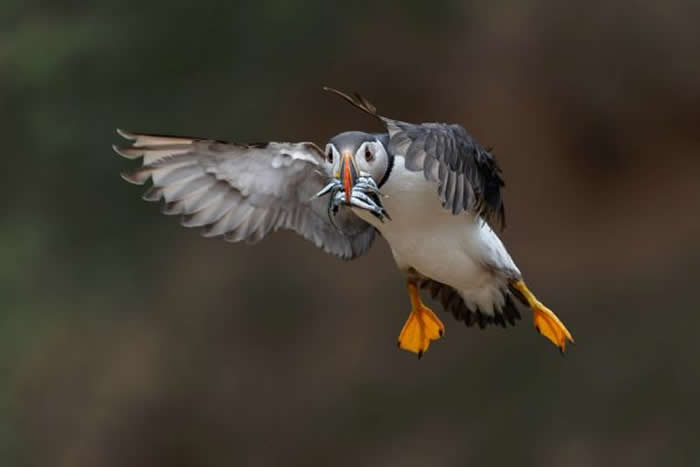Gold Award Winner: Gary Neville - 2025 SINWP Bird Photographer of the Year Winners