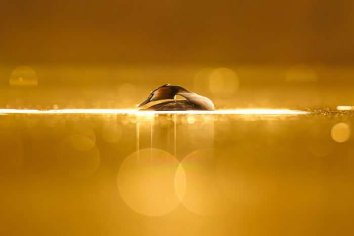 Gold Award Winner: Patryk Kurc - 2025 SINWP Bird Photographer of the Year Winners