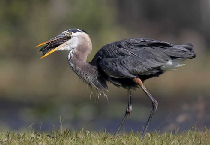 Gold Award Winner: Angela Sanchez - 2025 SINWP Bird Photographer of the Year Winners