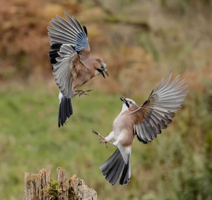 Gold Award Winner: Karen Fitzsimmons - 2025 SINWP Bird Photographer of the Year Winners