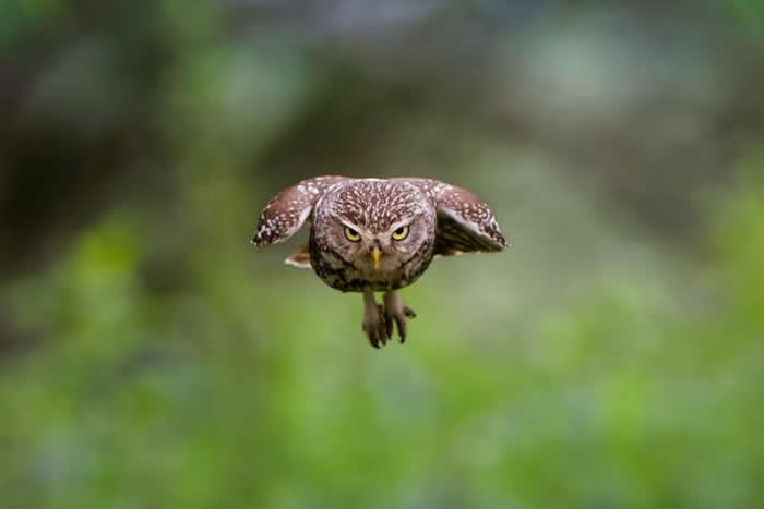 Gold Award Winner: Edwin A De A Godinho - 2025 SINWP Bird Photographer of the Year Winners