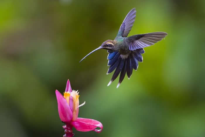 Gold Award Winner: Edwin A De A Godinho - 2025 SINWP Bird Photographer of the Year Winners