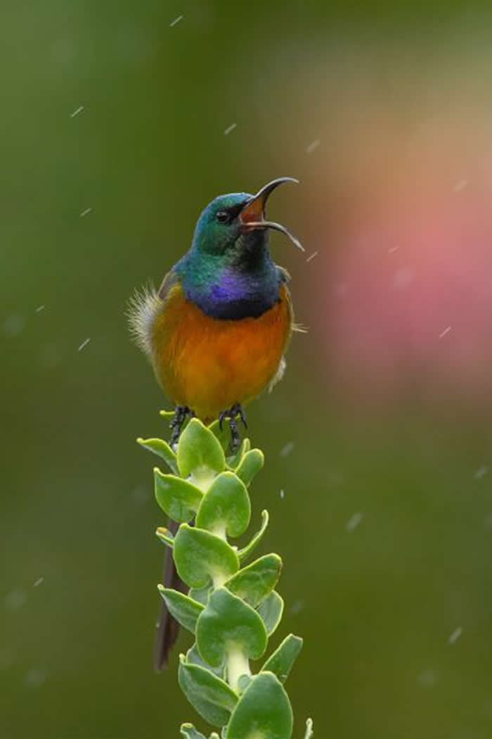 Gold Award Winner: Braeme Holland - 2025 SINWP Bird Photographer of the Year Winners