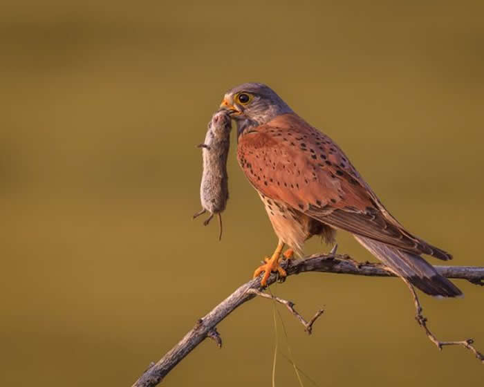 Gold Award Winner: Arne Bivrin - 2025 SINWP Bird Photographer of the Year Winners