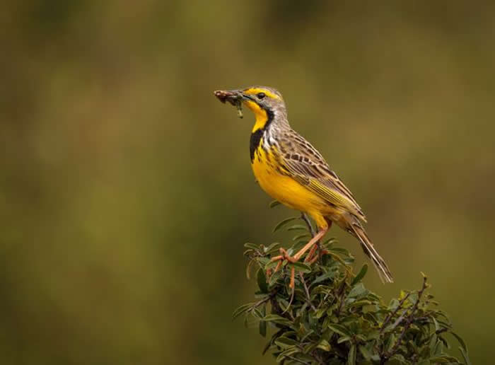 Gold Award Winner: Ann Aveyard - 2025 SINWP Bird Photographer of the Year Winners