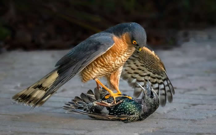 Gold Award Winner: Jim Munday - 2025 SINWP Bird Photographer of the Year Winners