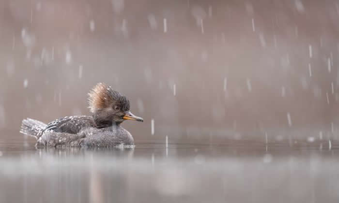 Gold Award Winner: Dennis Liu - 2025 SINWP Bird Photographer of the Year Winners