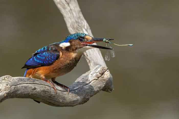 Gold Award Winner: Braeme Holland - 2025 SINWP Bird Photographer of the Year Winners