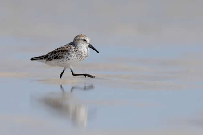 Gold Award Winner: Ann Aveyard - 2025 SINWP Bird Photographer of the Year Winners