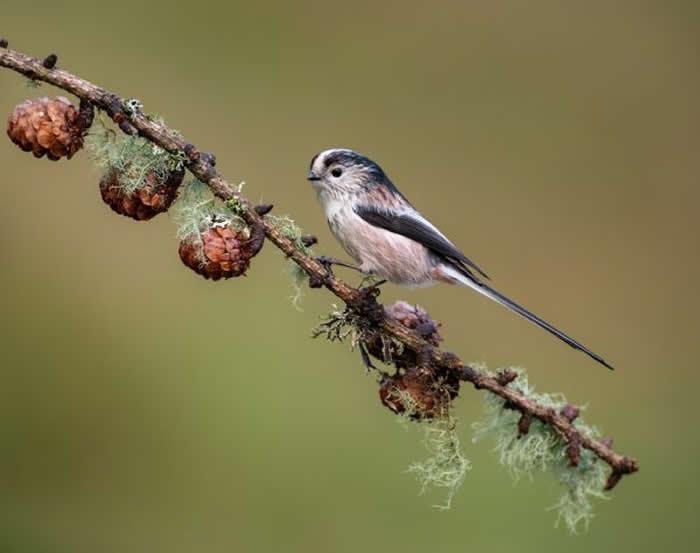 Gold Award Winner: Karen Bangs - 2025 SINWP Bird Photographer of the Year Winners
