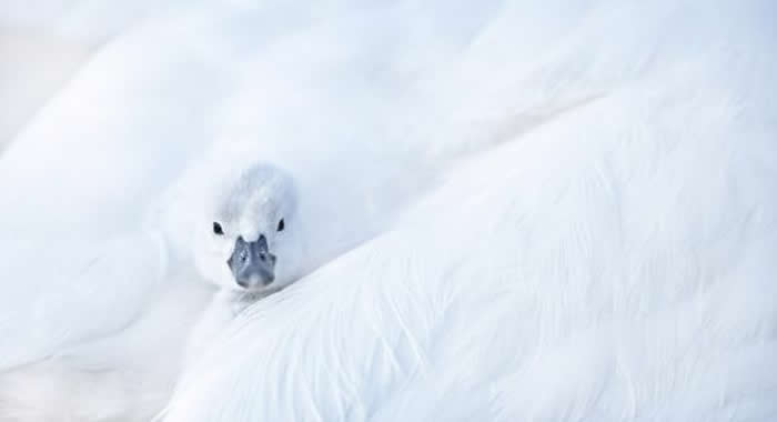 Gold Award Winner: Robert Gloeckner - 2025 SINWP Bird Photographer of the Year Winners