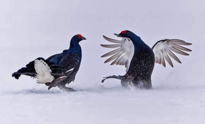 Gold Award Winner: Saleel Tambe - 2025 SINWP Bird Photographer of the Year Winners