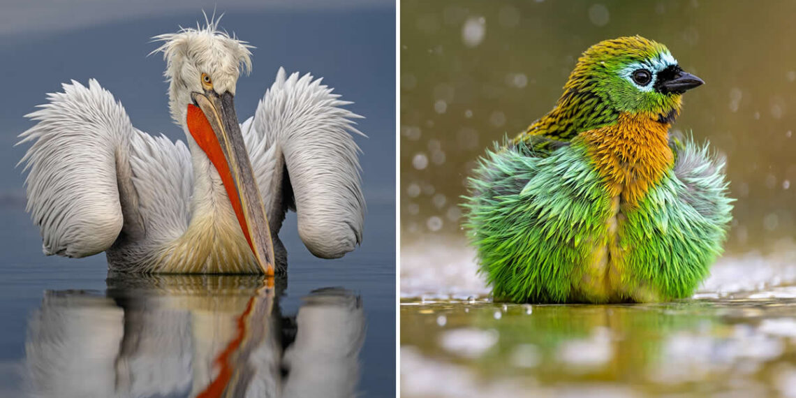 2025 SINWP Bird Photographer of the Year Winners