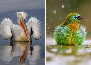 2025 SINWP Bird Photographer of the Year Winners
