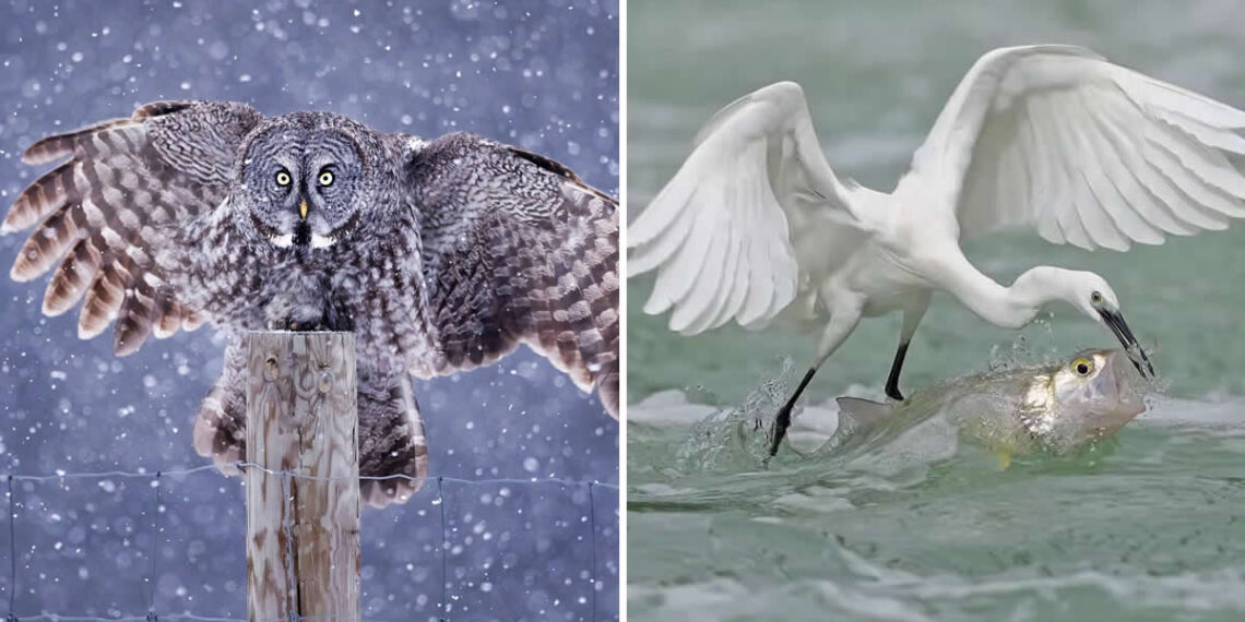 The Best 33 Photos from SINWP Bird Photographer of the Year 34 SINWP Bird Photographer of the Year Highly Commended Photos