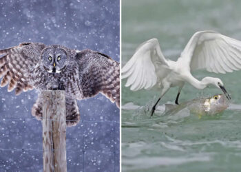 SINWP Bird Photographer of the Year Highly Commended Photos
