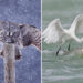 SINWP Bird Photographer of the Year Highly Commended Photos