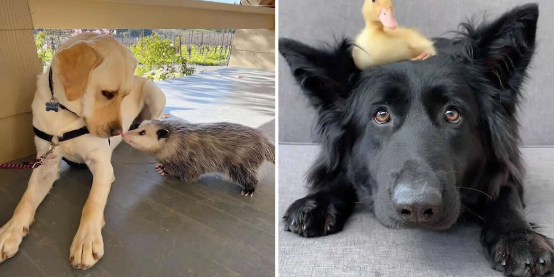 Unlikely Animal Friendships That Will Instantly Melt Your Heart