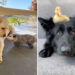 28 Unlikely Animal Friendships That’ll Instantly Melt Your Heart 71 Unlikely Animal Friendships That Will Instantly Melt Your Heart