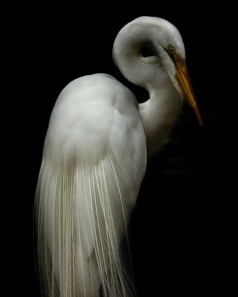 Elegance in Stillness