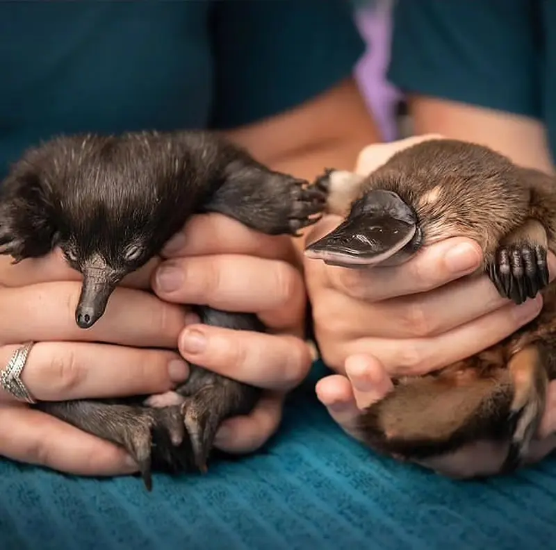  Wildlife Warriors and Australia Zoo