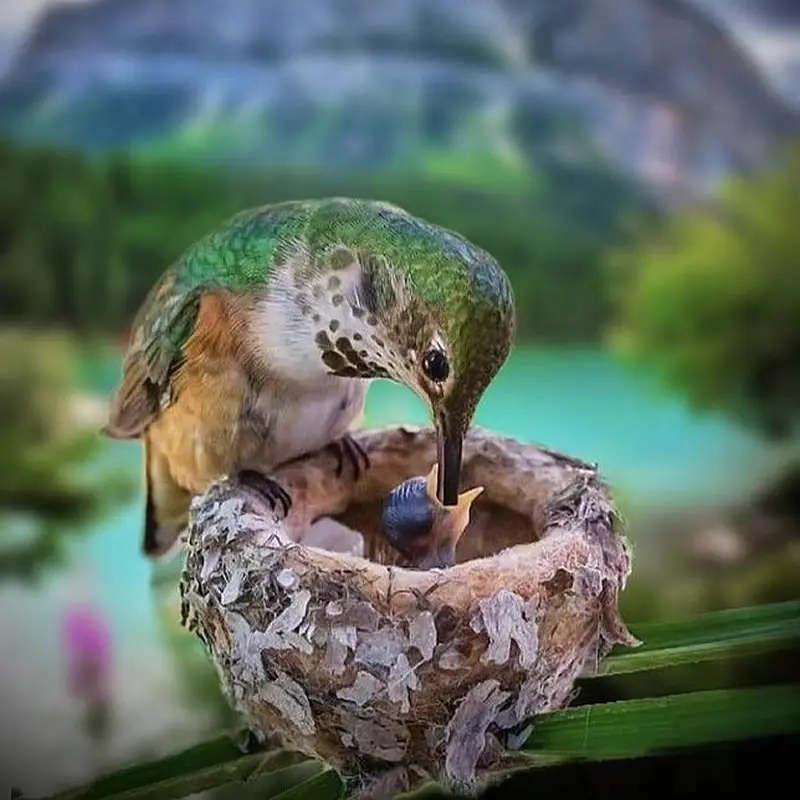 Tiny Beak, Endless Love