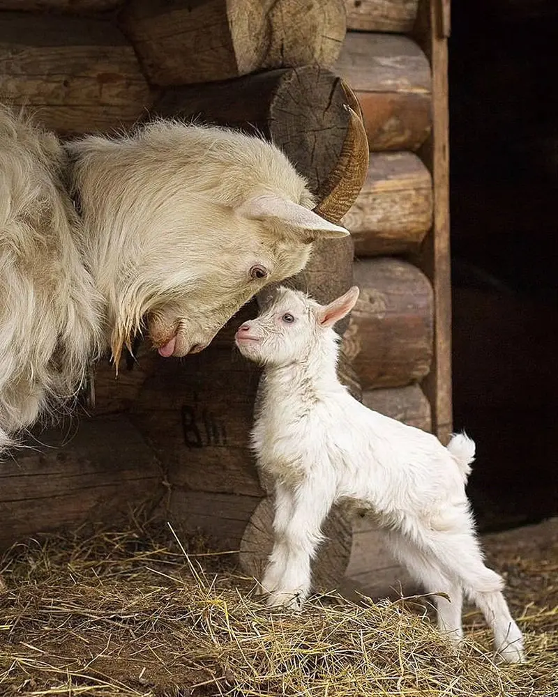 First Lessons in Love