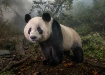 These 30 Captivating Photos Prove the Animal Kingdom is Pure Magic