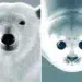 animal portraits illustrations amandine delaunay