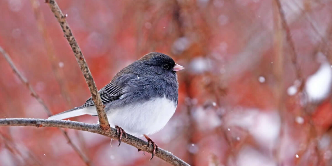 Conserving Canadian Wildlife and Habitat Photos