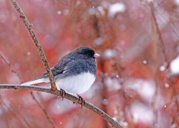 Conserving Canadian Wildlife and Habitat Photos