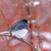 Conserving Canadian Wildlife and Habitat Photos